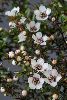 <em>Leptospermum scoparium nanum</em> 'Kiwi seedling'